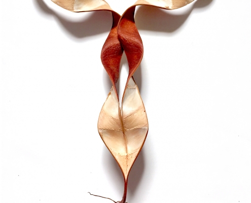 Jason Koster Phoenix commercial photographer Orchid Tree seed pod 1 editorial photographer portrait photographer advertising photographer product photographer 107 drone operator