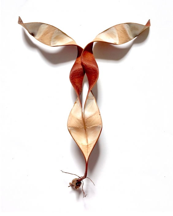 Jason Koster Phoenix commercial photographer Orchid Tree seed pod 1 editorial photographer portrait photographer advertising photographer product photographer 107 drone operator